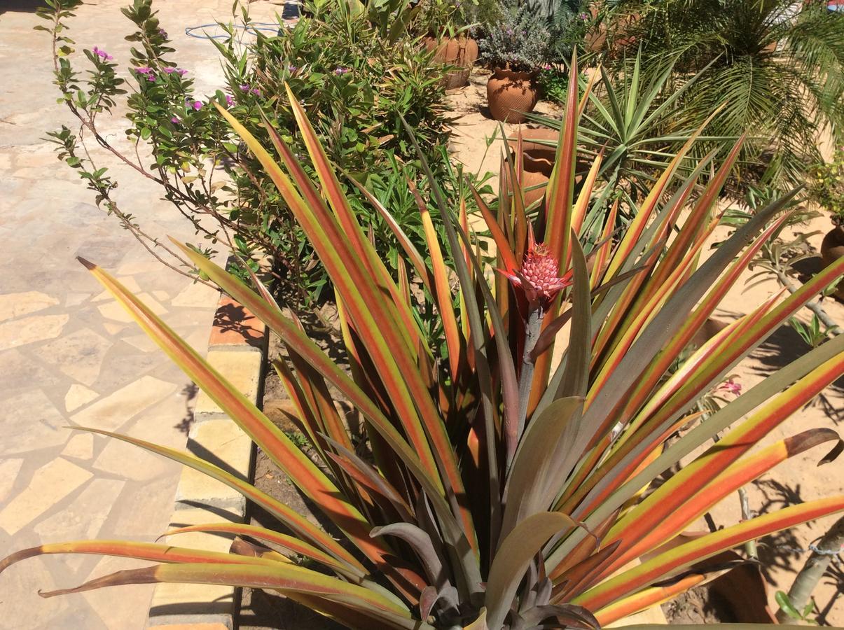 Casa Do Jardim Bed & Breakfast Canoa Quebrada Dış mekan fotoğraf